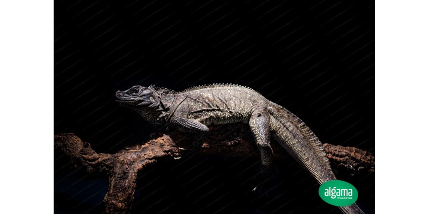 Reptiles y exóticos